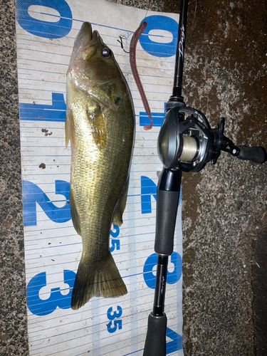 ラージマウスバスの釣果