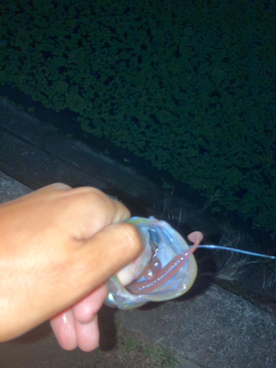 ラージマウスバス