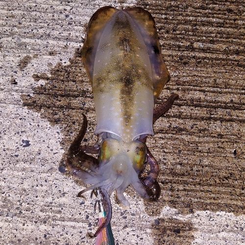 アオリイカの釣果