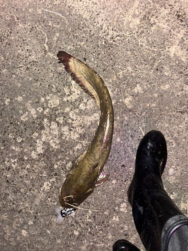 ナマズの釣果