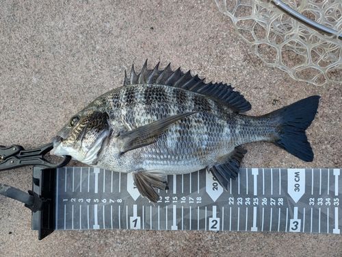 クロダイの釣果