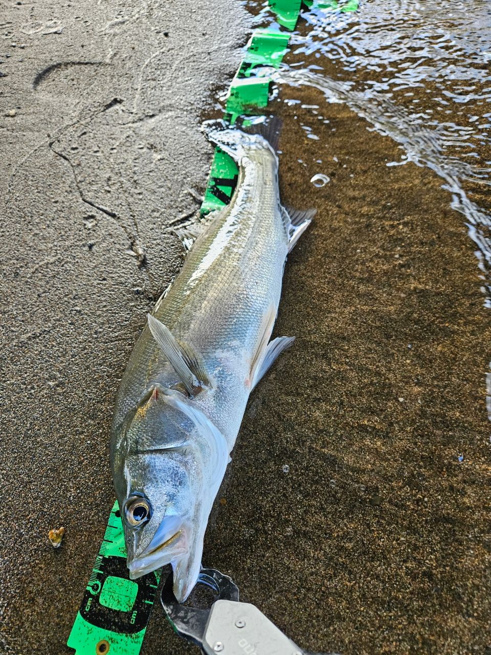 YAMAGA Blanks バリスティックベイト (オーバーヘッドリールモデル