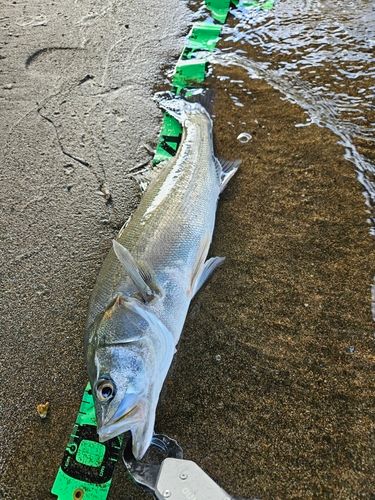 フッコ（マルスズキ）の釣果
