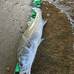 フッコ（マルスズキ）