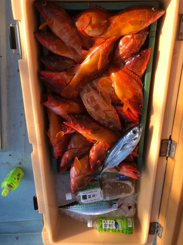 アカハタの釣果