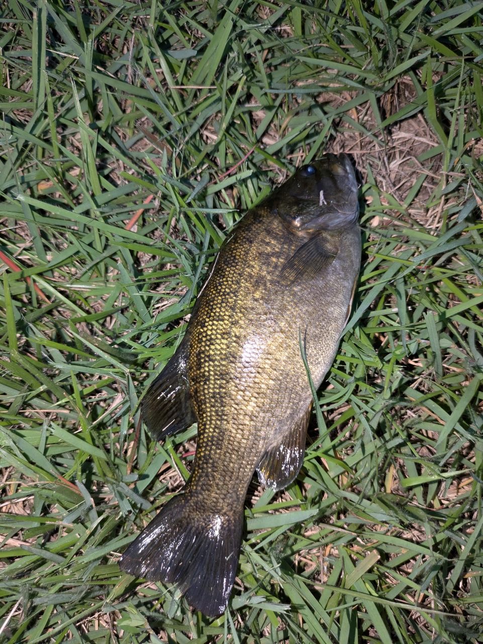 スモールマウスバス