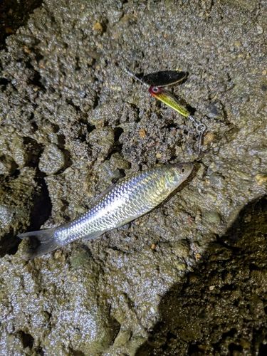 モツゴの釣果