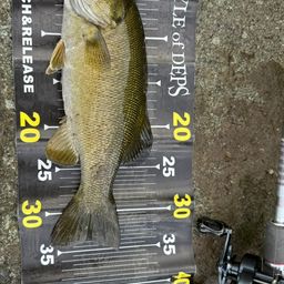 スモールマウスバス