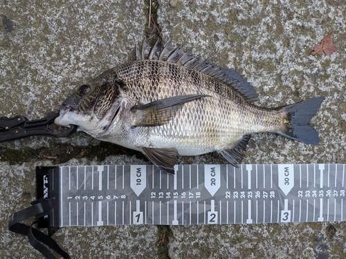クロダイの釣果