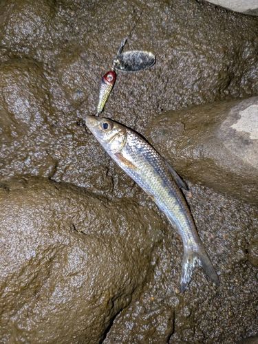 ニゴイの釣果