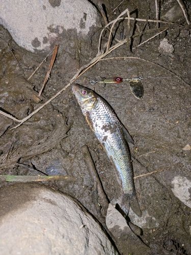 ニゴイの釣果
