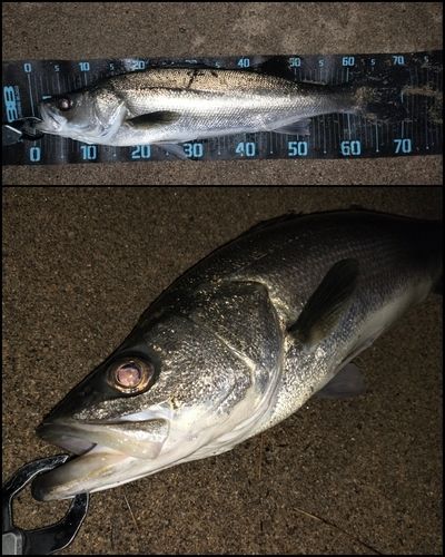 シーバスの釣果