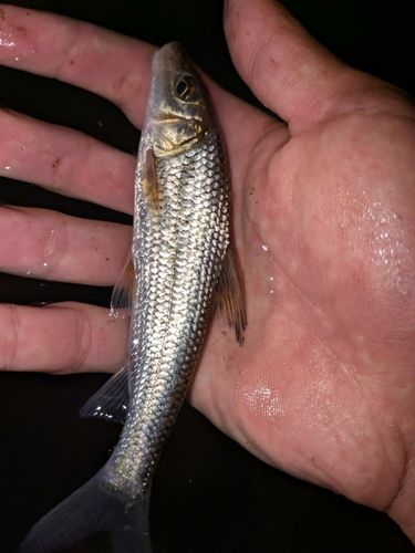 ニゴイの釣果
