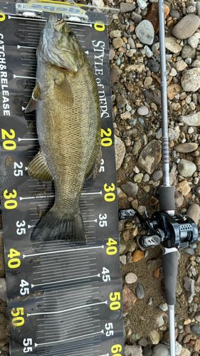 スモールマウスバスの釣果