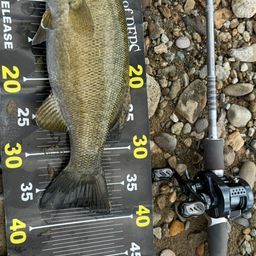 スモールマウスバス