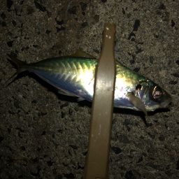 アジ
