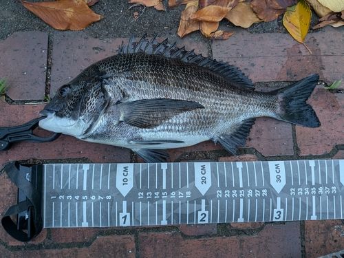クロダイの釣果