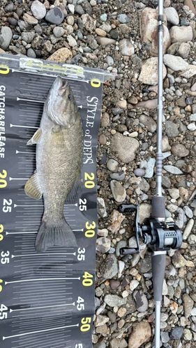 スモールマウスバスの釣果