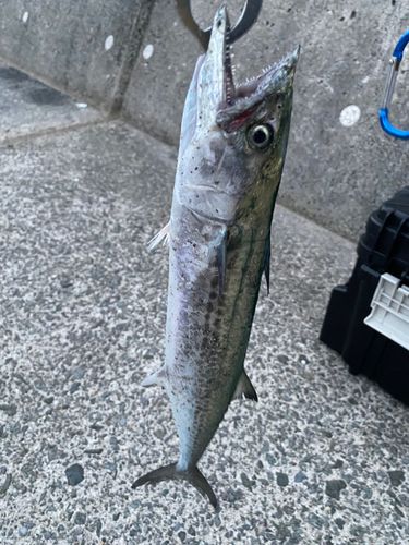 サゴシの釣果