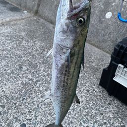 サゴシ