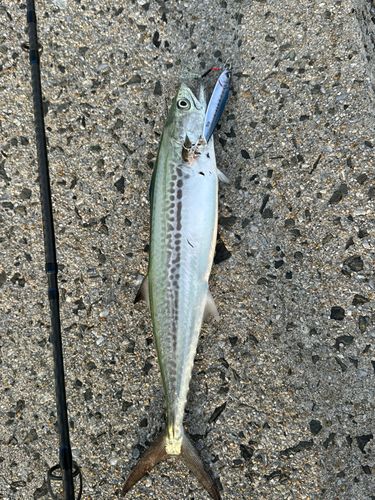 サゴシの釣果