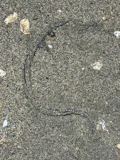 アナゴの釣果