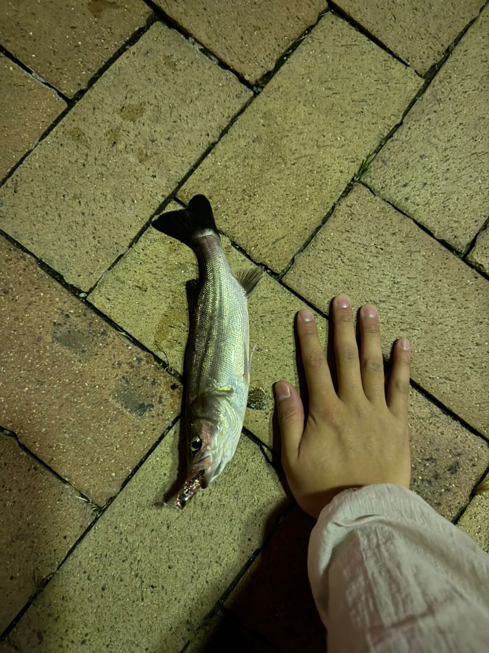 セイゴ（マルスズキ）