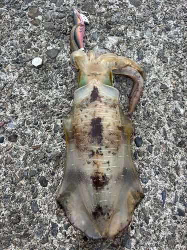 アオリイカの釣果