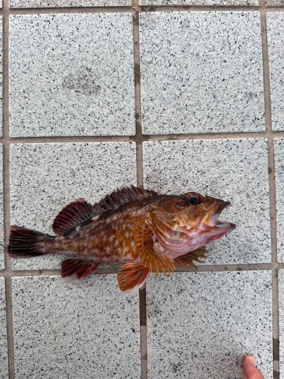 Gamakatsu ラグゼ 宵姫 華 弍 S54AL-solidの最安値・インプレ