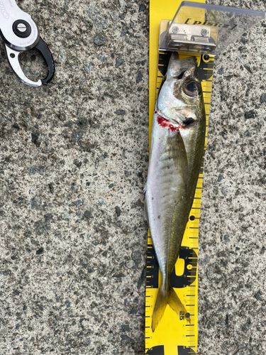 マアジの釣果
