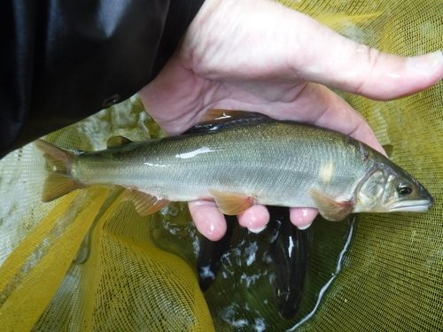 アユの釣果
