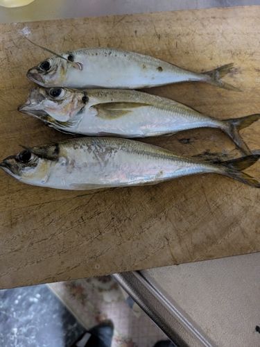 マアジの釣果
