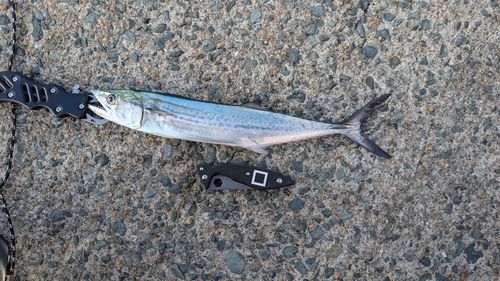 サゴシの釣果