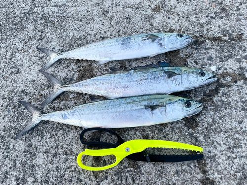 サゴシの釣果