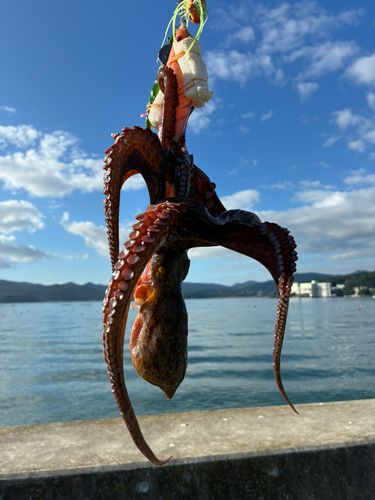 志津川湾