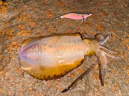 アオリイカの釣果