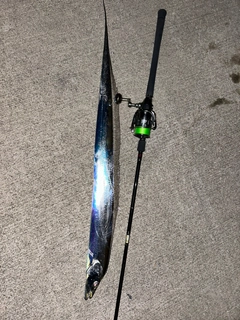 タチウオの釣果