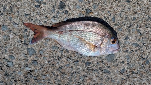 チャリコの釣果