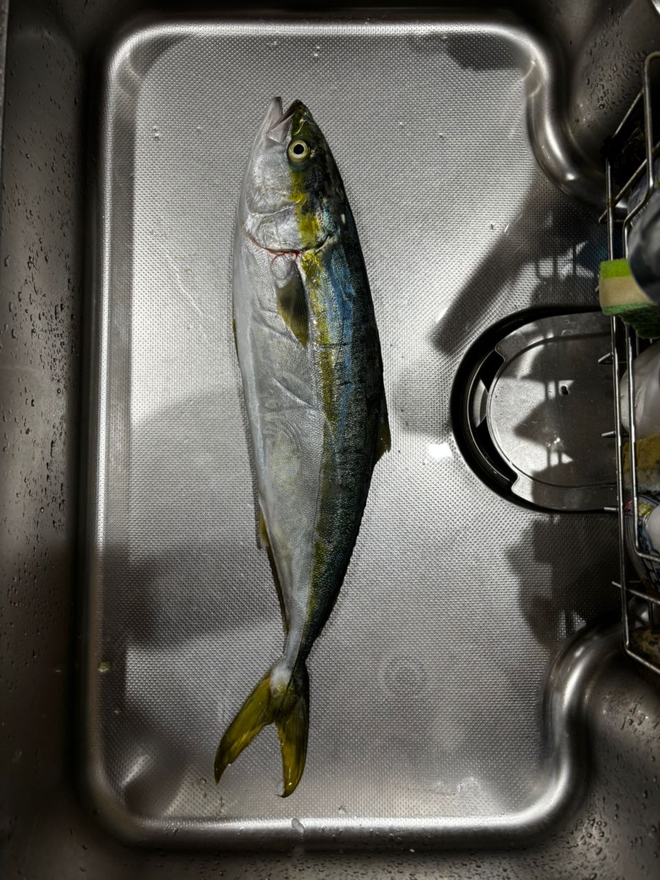 ヒラメ