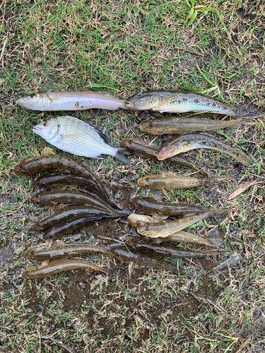 ハゼの釣果