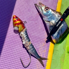 タチウオの釣果