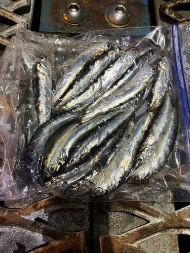 カタクチイワシの釣果