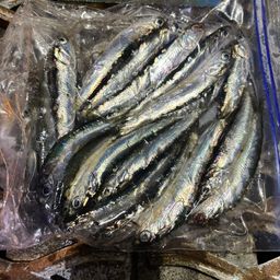 カタクチイワシ