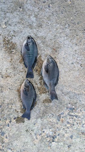 メジナの釣果