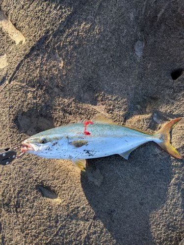 ワカシの釣果