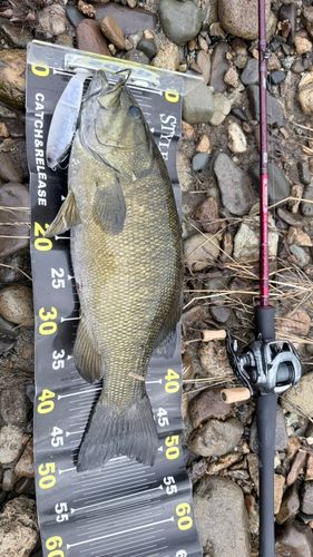 スモールマウスバスの釣果