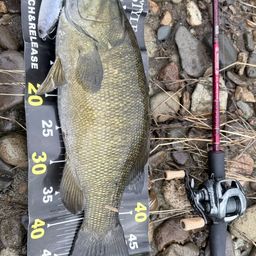 スモールマウスバス