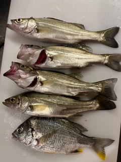 シーバスの釣果