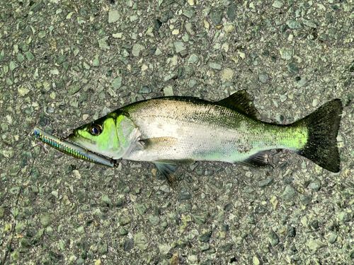 セイゴ（ヒラスズキ）の釣果