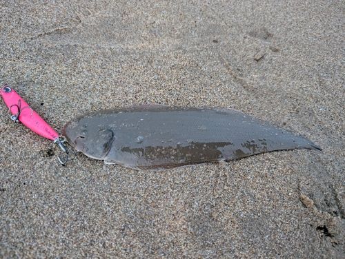 釣果